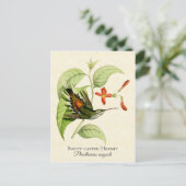 Sooty Capped Hermit Hummingbird Vintage Kunst Postkarte (Stehend Vorderseite)