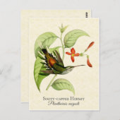 Sooty Capped Hermit Hummingbird Vintage Kunst Postkarte (Vorne/Hinten)