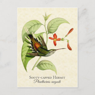 Sooty Capped Hermit Hummingbird Vintage Kunst Postkarte