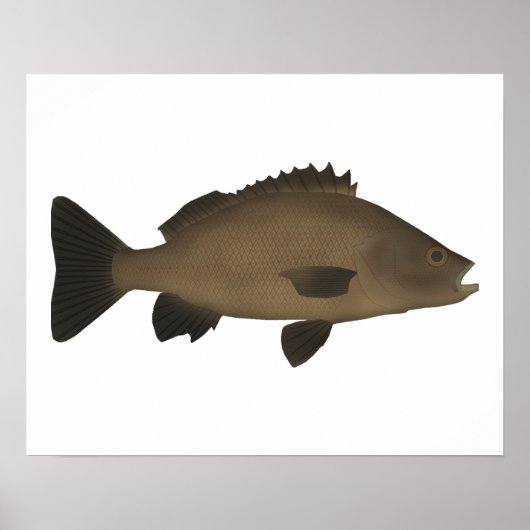 Sooty Grunter Poster (Vorne)
