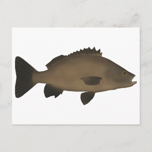 Sooty Grunter Postkarte (Vorderseite)
