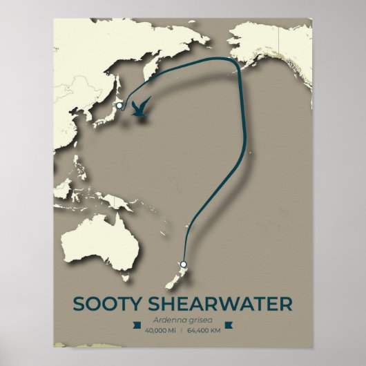 Sooty Shearwater Migration Map - Minimalistisch Poster (Vorne)