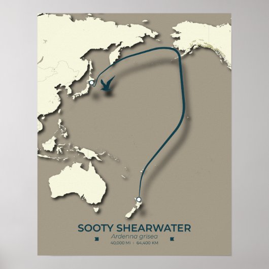 Sooty Shearwater Migration Map - Minimalistisch Poster (Vorne)