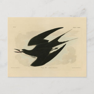 Sooty Tern von Audubons Vögeln von Amerika Postkarte