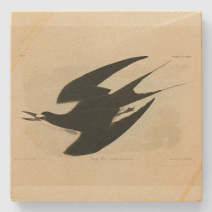 Sooty Tern von Audubons Vögeln von Amerika Steinuntersetzer