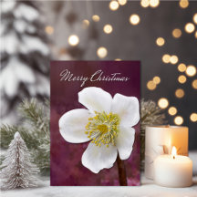 Sophisticated High-Poly Winter Rose Art Christmas