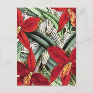 "Sophronitis Grandiflora" Postkarte