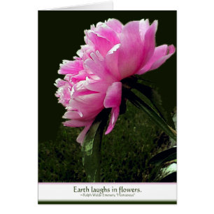 Sorbet Peony Card