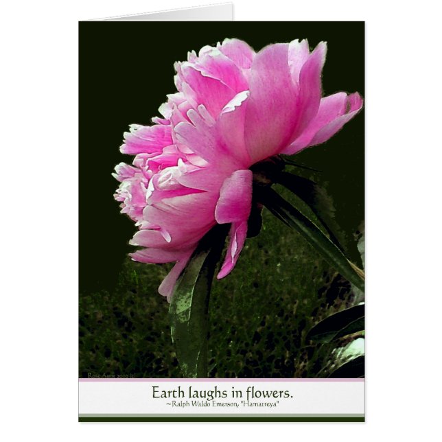 Sorbet Peony Card (Vorne)