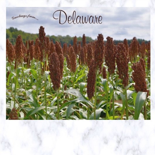 Sorghum Crop in Delaware Postkarte