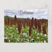 Sorghum Crop in Delaware Postkarte (Vorderseite)