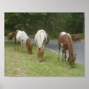 Sorgloses Pony-Plakat Poster