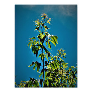 "Sorins Got Sunshine" Fotodruck