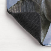 Sorraia Spanish Mustang Stallion Horse & Mousepad (Ecke)