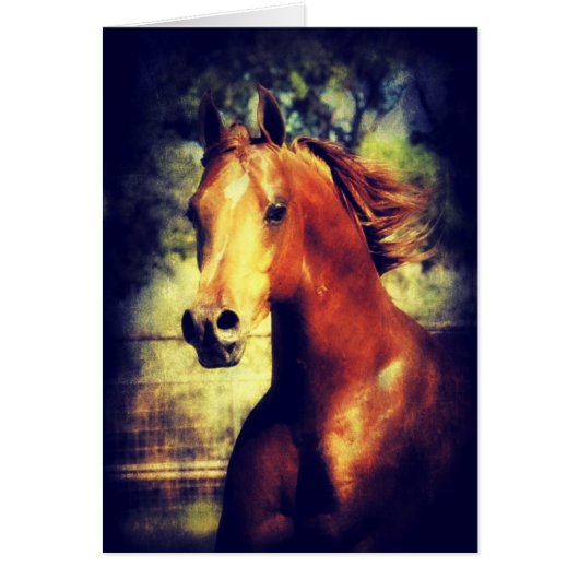 Sorrel Arabian (Vorne)