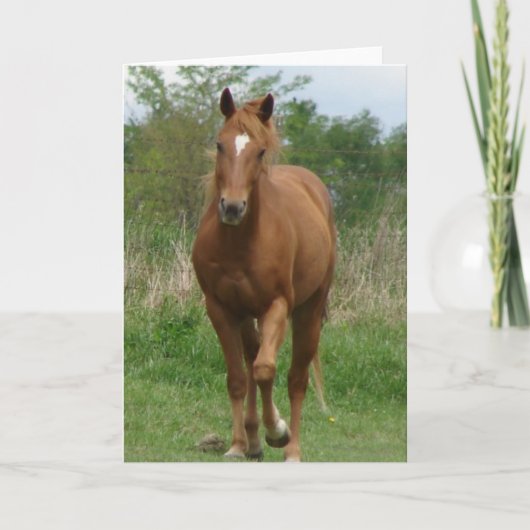 Sorrel Gelding Trots gegen Kamera Karte (Vorderseite)