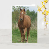 Sorrel Gelding Trots gegen Kamera Karte (Gelbe Blume)