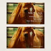 Sorrel in Round Pen (Vorne & Hinten)