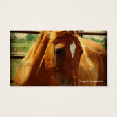 Sorrel in Round Pen (Rückseite)