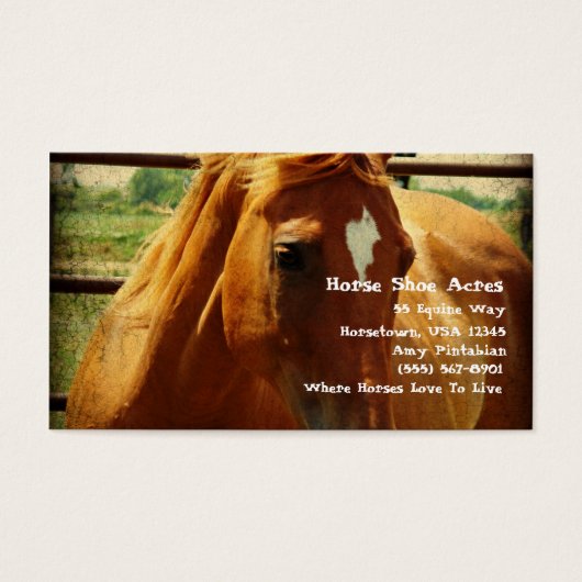 Sorrel in Round Pen (Vorderseite)