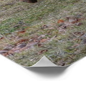 Sorrel Leader Mare Horse Liebhaber Equine Foto Poster (Ecke)