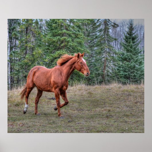 Sorrel Leader Mare Horse Liebhaber Equine Foto Poster (Vorne)