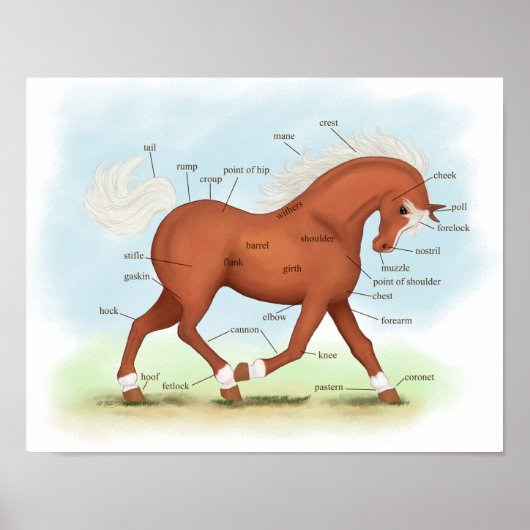 Sorrel mit Socken & Blaze Horse Anatomie Poster (Vorne)