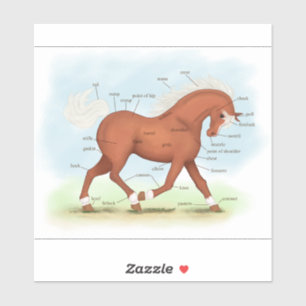 Sorrel Pferd mit Blaze Pony Pferdeanatomie Diagram Aufkleber