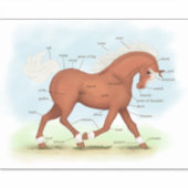 Sorrel Pferde oder Pony Equine Anatomie Chart Stic Aufkleber (Vorderseite)