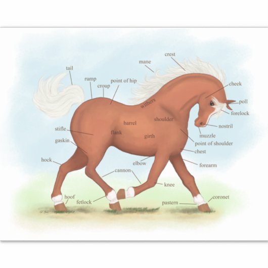 Sorrel Pferde oder Pony Equine Anatomie Chart Stic Aufkleber (Vorderseite)
