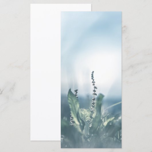 Sorrel Pflanze Nature Foto Card (Vorne/Hinten)