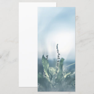 Sorrel Pflanze Nature Foto Card