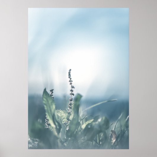 Sorrel Pflanze Nature Foto Poster (Vorne)