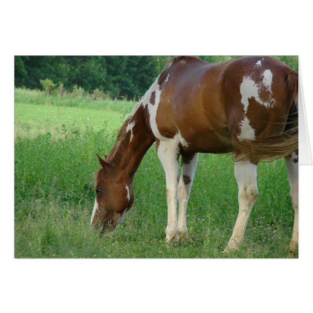 Sorrel Tobiano Paint Mare (Vorderseite (Horizontal))
