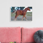 Sorrel Yearling Leinwanddruck (Insitu (Wohnzimmer))