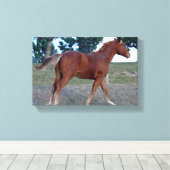 Sorrel Yearling Leinwanddruck (Insitu (Holzboden))
