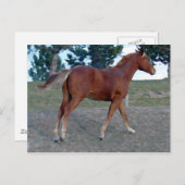 Sorrel Yearling Postkarte (Vorne/Hinten)