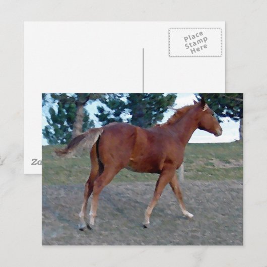 Sorrel Yearling Postkarte (Vorne/Hinten)