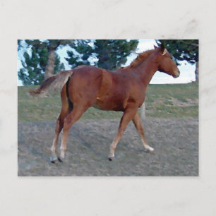 Sorrel Yearling Postkarte