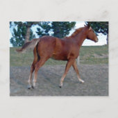 Sorrel Yearling Postkarte (Vorderseite)