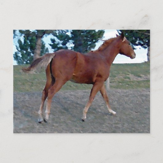 Sorrel Yearling Postkarte (Vorderseite)