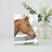 Sorrel Young Gelding Postkarte (Stehend Vorderseite)
