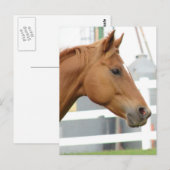 Sorrel Young Gelding Postkarte (Vorne/Hinten)