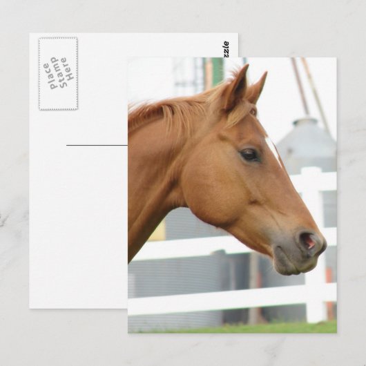 Sorrel Young Gelding Postkarte (Vorne/Hinten)