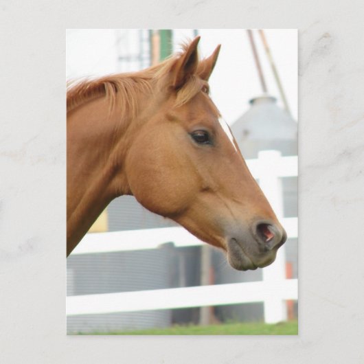 Sorrel Young Gelding Postkarte (Vorderseite)