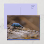 Sorry, BUG Sie ! Postkarte (Vorne/Hinten)