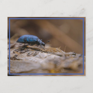 Sorry, BUG Sie ! Postkarte