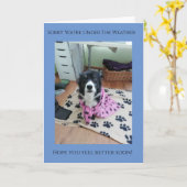 Sorry, dass Sie unter der Wetterqualität Collie Ca Karte (Gelbe Blume)