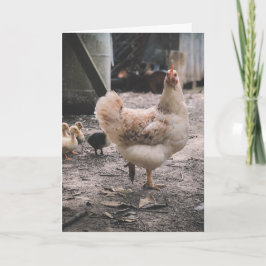 Sorry for being such a chook karte