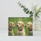 Sorry Golden Retriever Puppies Postcard Postkarte (Stehend Vorderseite)